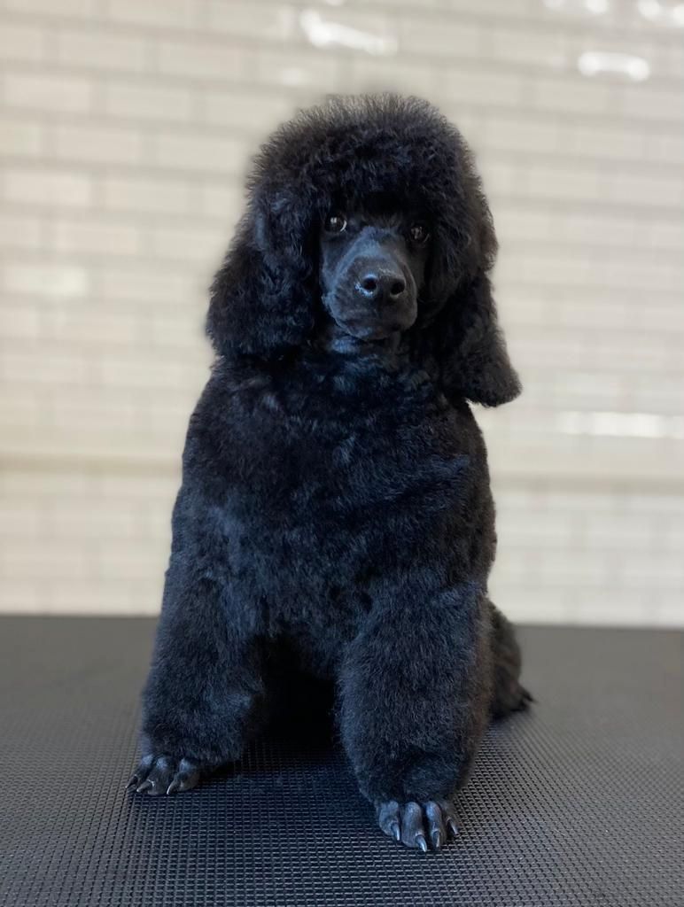 2 Kleinpudel verkaufen