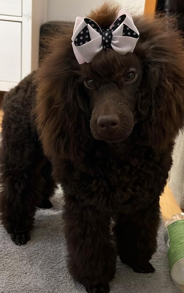 2 Kleinpudel verkaufen