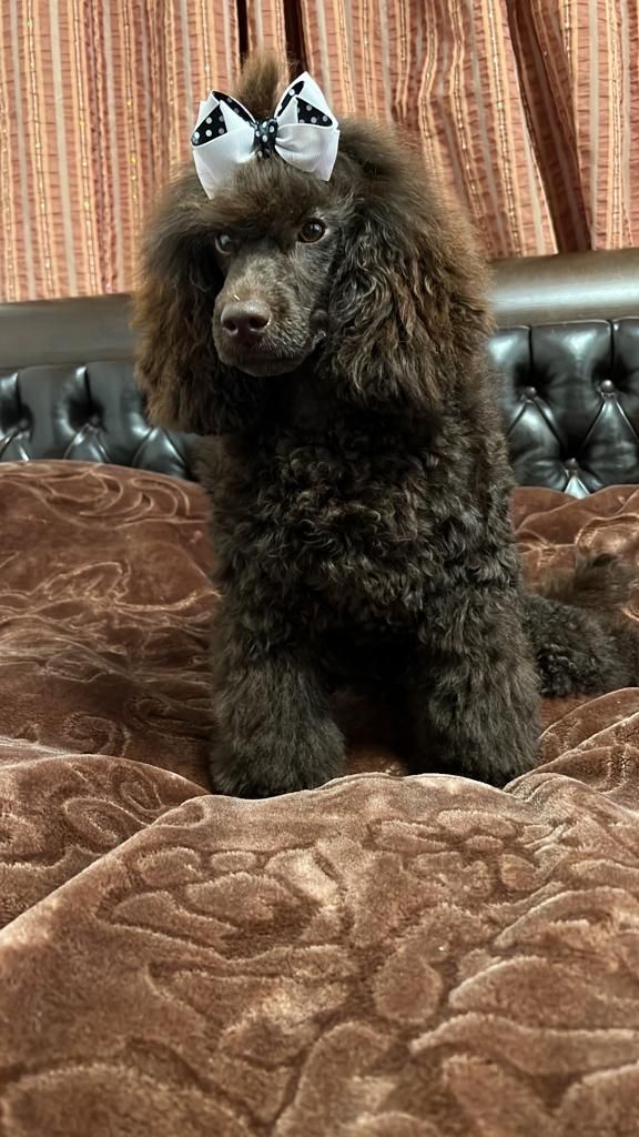 2 Kleinpudel verkaufen