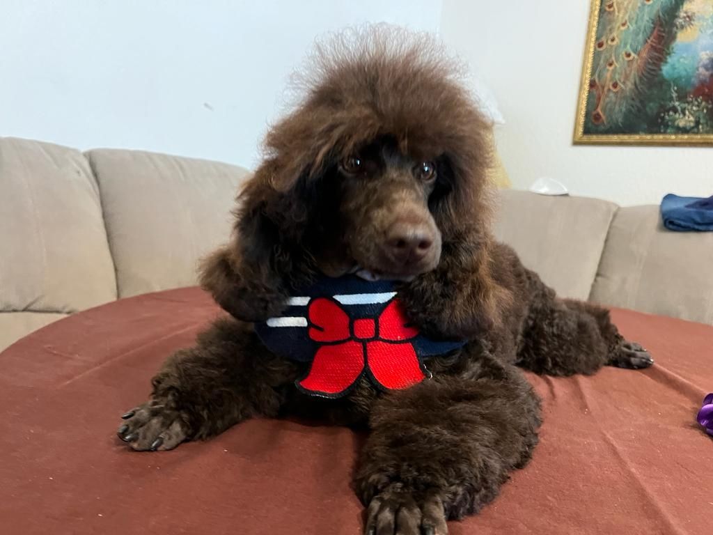 2 Kleinpudel verkaufen