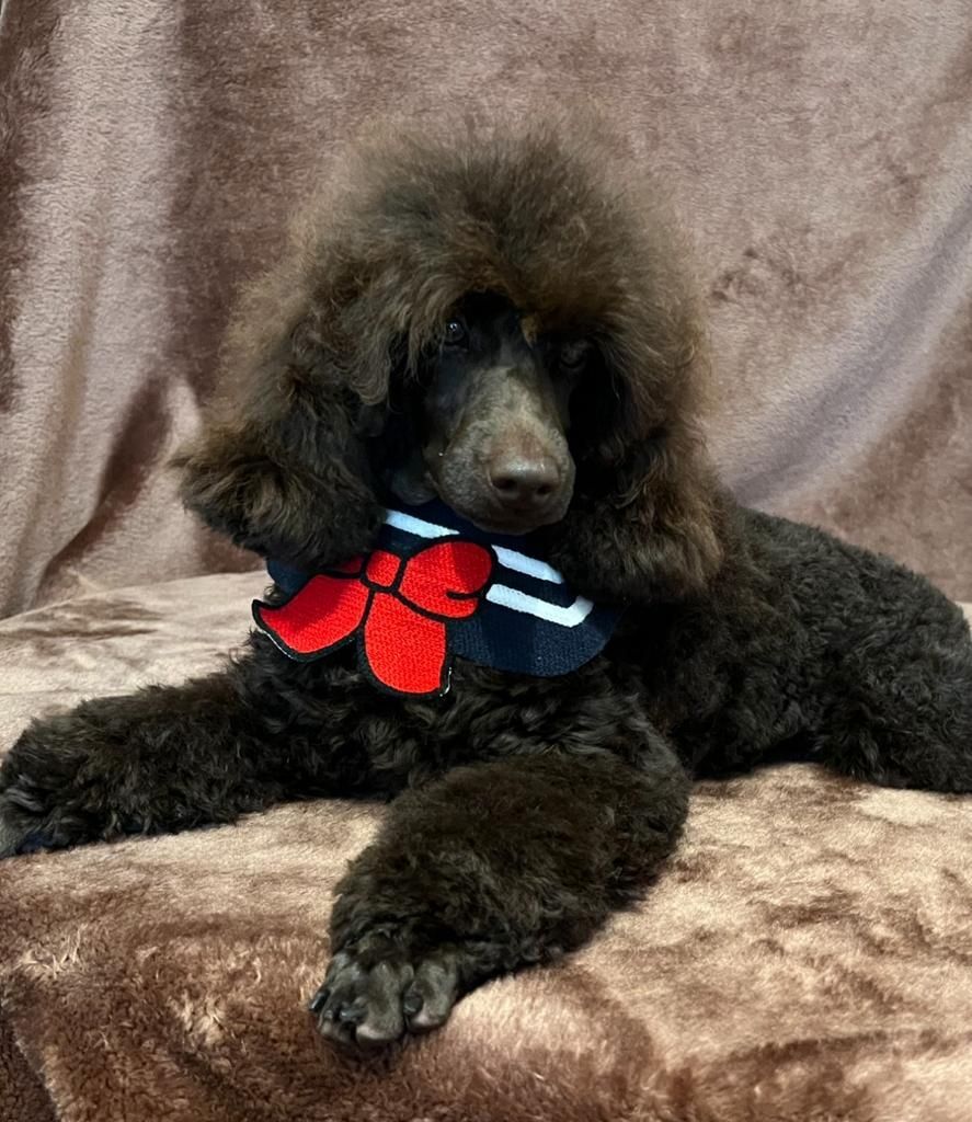 2 Kleinpudel verkaufen