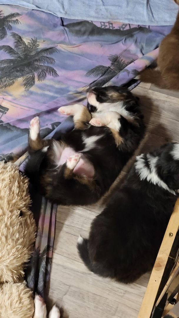 Australian Shepherd Welpe Black Tri w/c Rüde