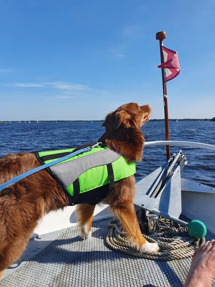 Australian Shepherd Welpe Black Tri w/c Rüde