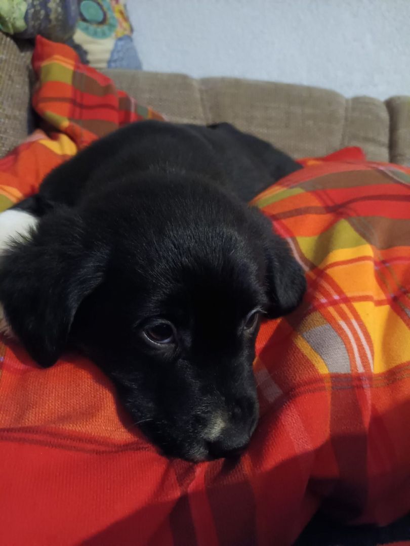 Labrador-Berner Sennenhund- Welpen Labrador-Berner Sennenhund- Welpen