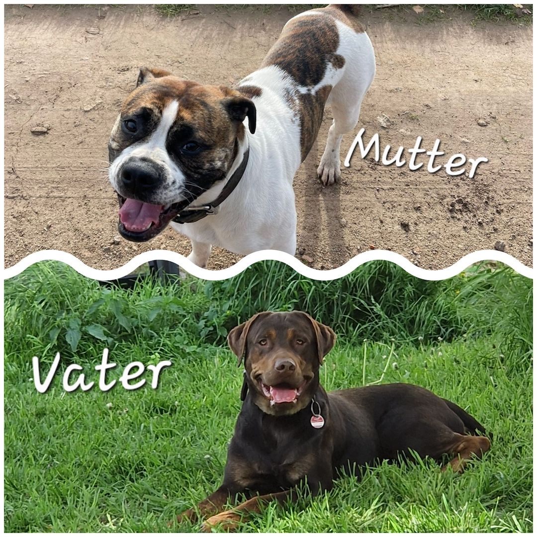 Bulldogg Mischlings Welpen Bulldogg Mischlings Welpen