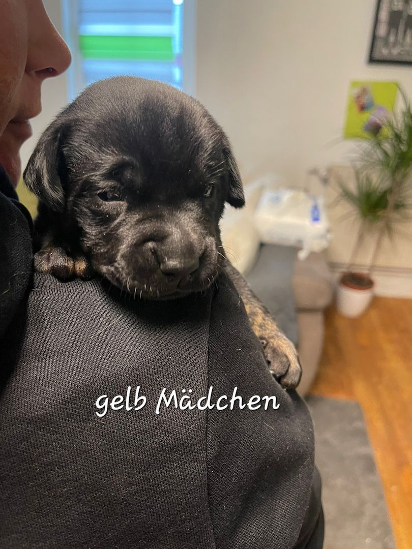 Bulldogg Mischlings Welpen Bulldogg Mischlings Welpen