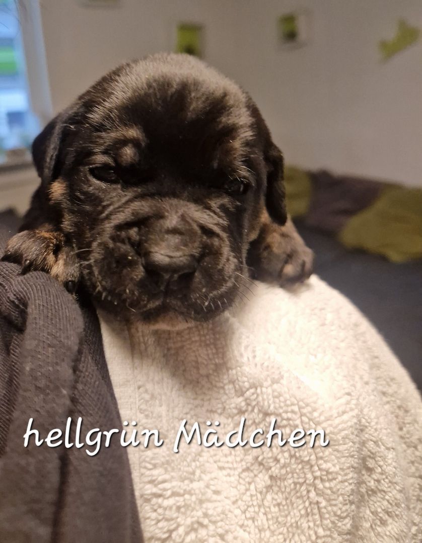 Bulldogg Mischlings Welpen Bulldogg Mischlings Welpen