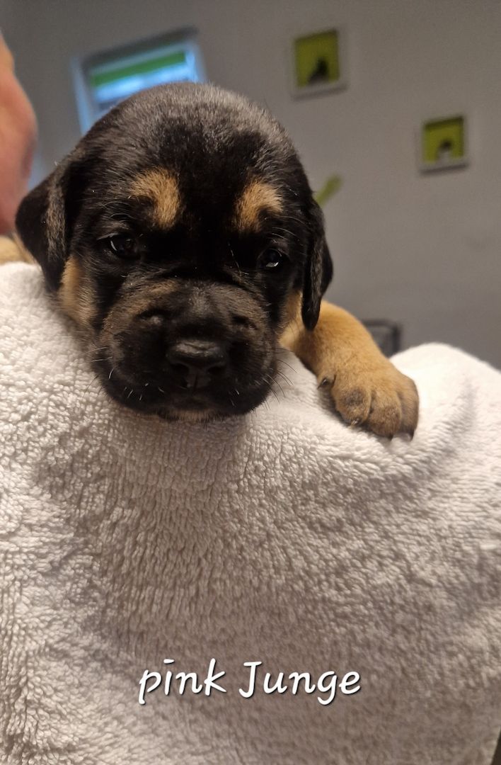 Bulldogg Mischlings Welpen Bulldogg Mischlings Welpen