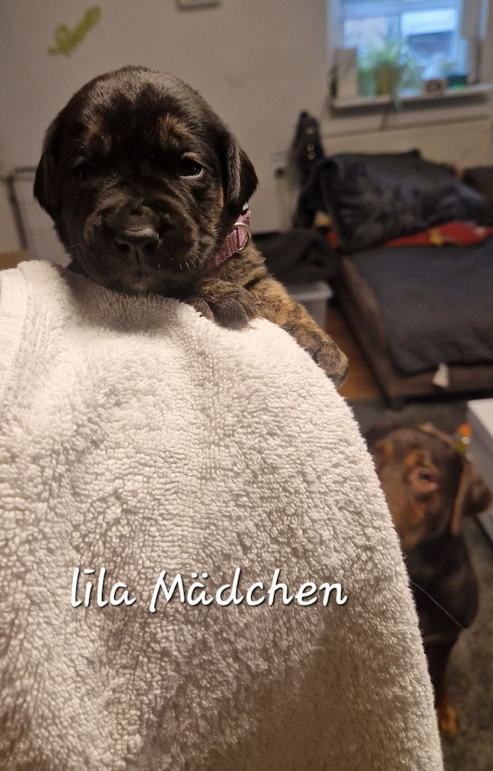 Bulldogg Mischlings Welpen Bulldogg Mischlings Welpen