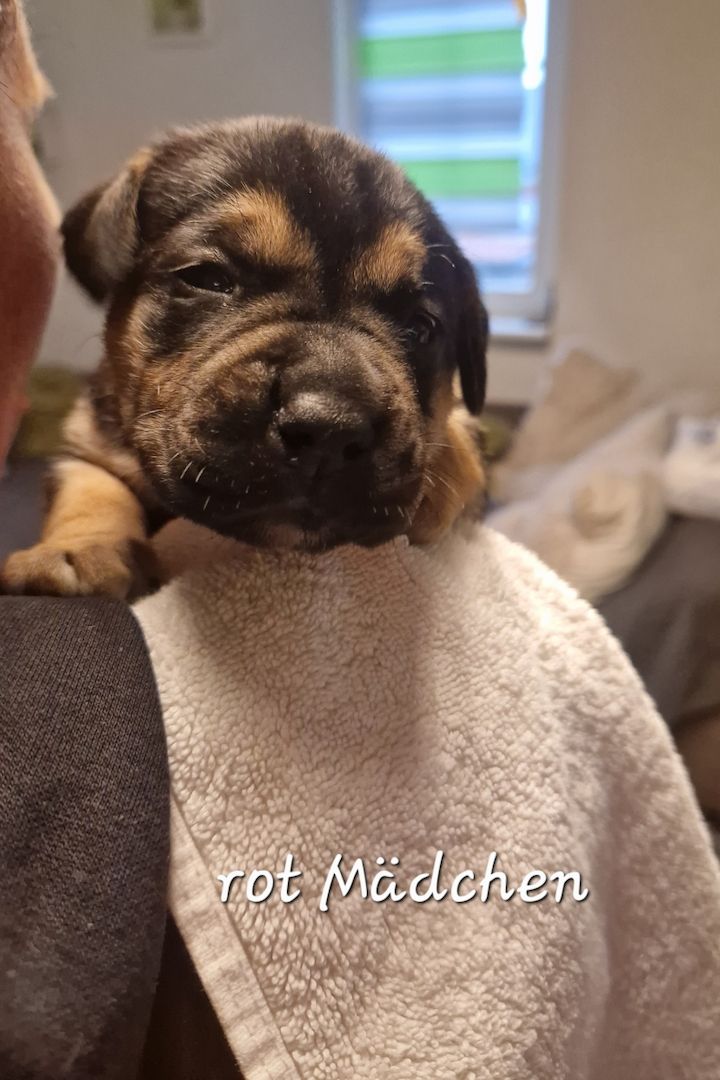 Bulldogg Mischlings Welpen Bulldogg Mischlings Welpen