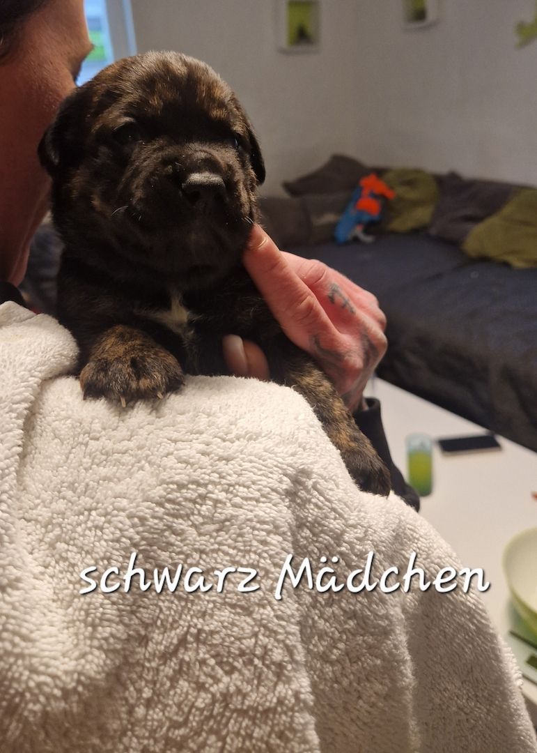 Bulldogg Mischlings Welpen Bulldogg Mischlings Welpen