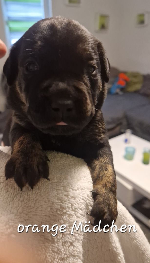 Bulldogg Mischlings Welpen Bulldogg Mischlings Welpen