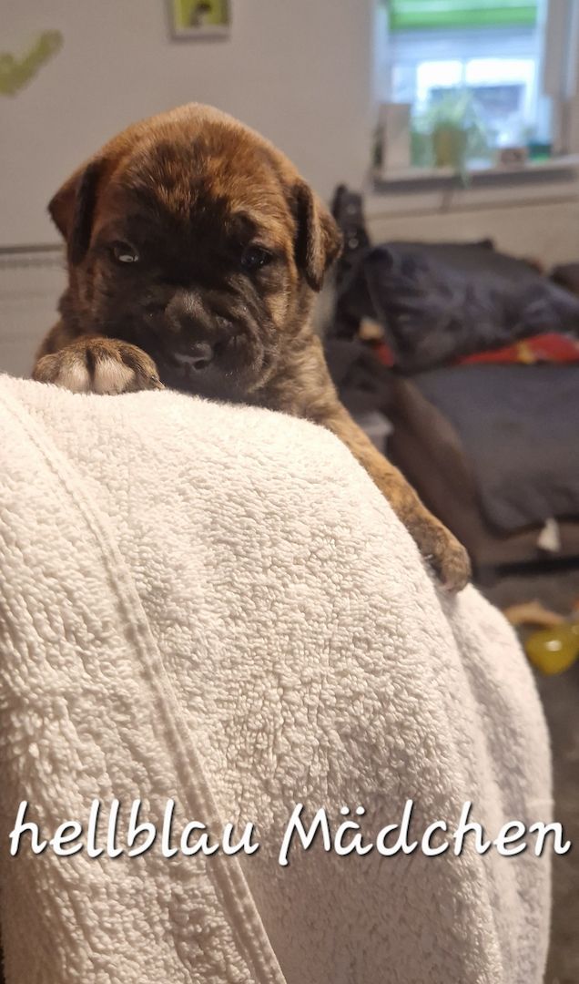 Bulldogg Mischlings Welpen Bulldogg Mischlings Welpen