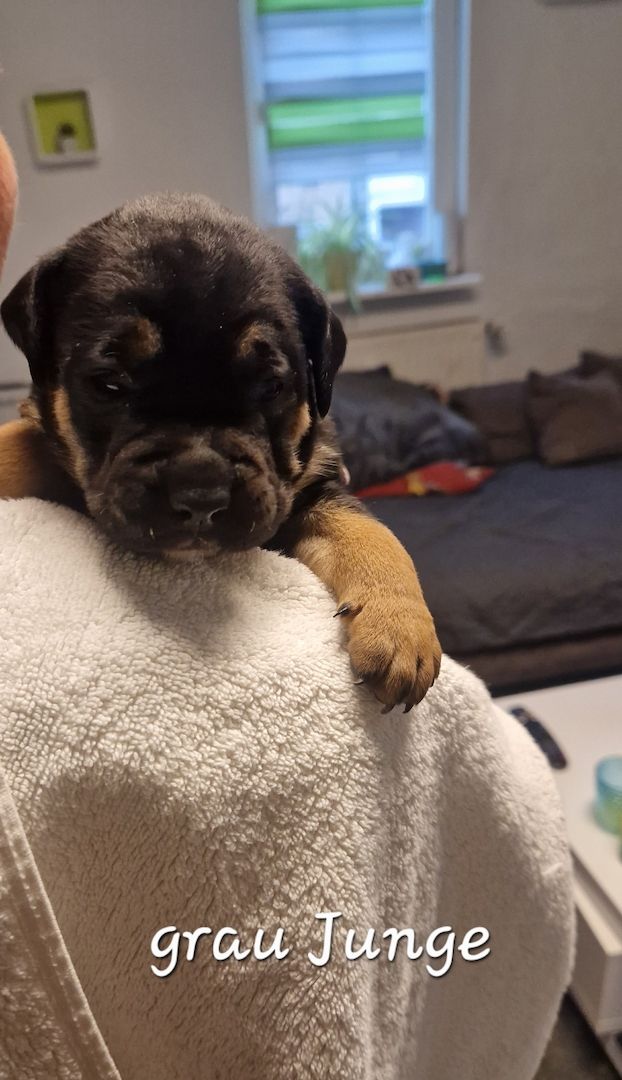 Bulldogg Mischlings Welpen Bulldogg Mischlings Welpen