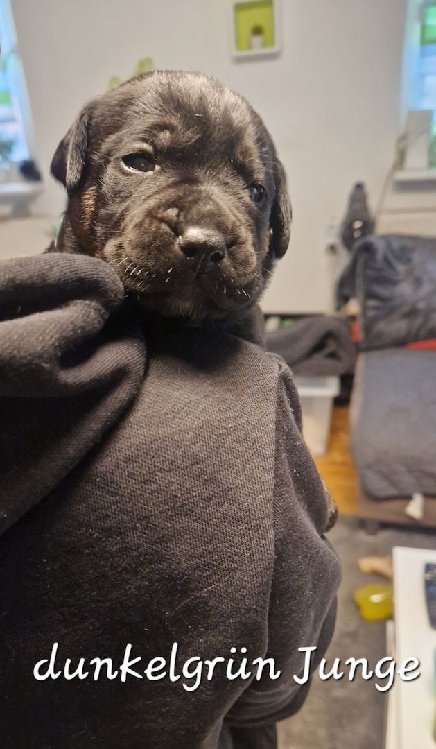 Bulldogg Mischlings Welpen Bulldogg Mischlings Welpen