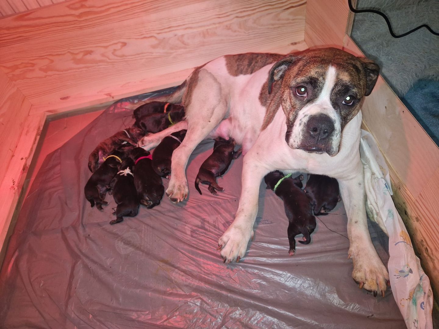 Bulldogg Mischlings Welpen Bulldogg Mischlings Welpen