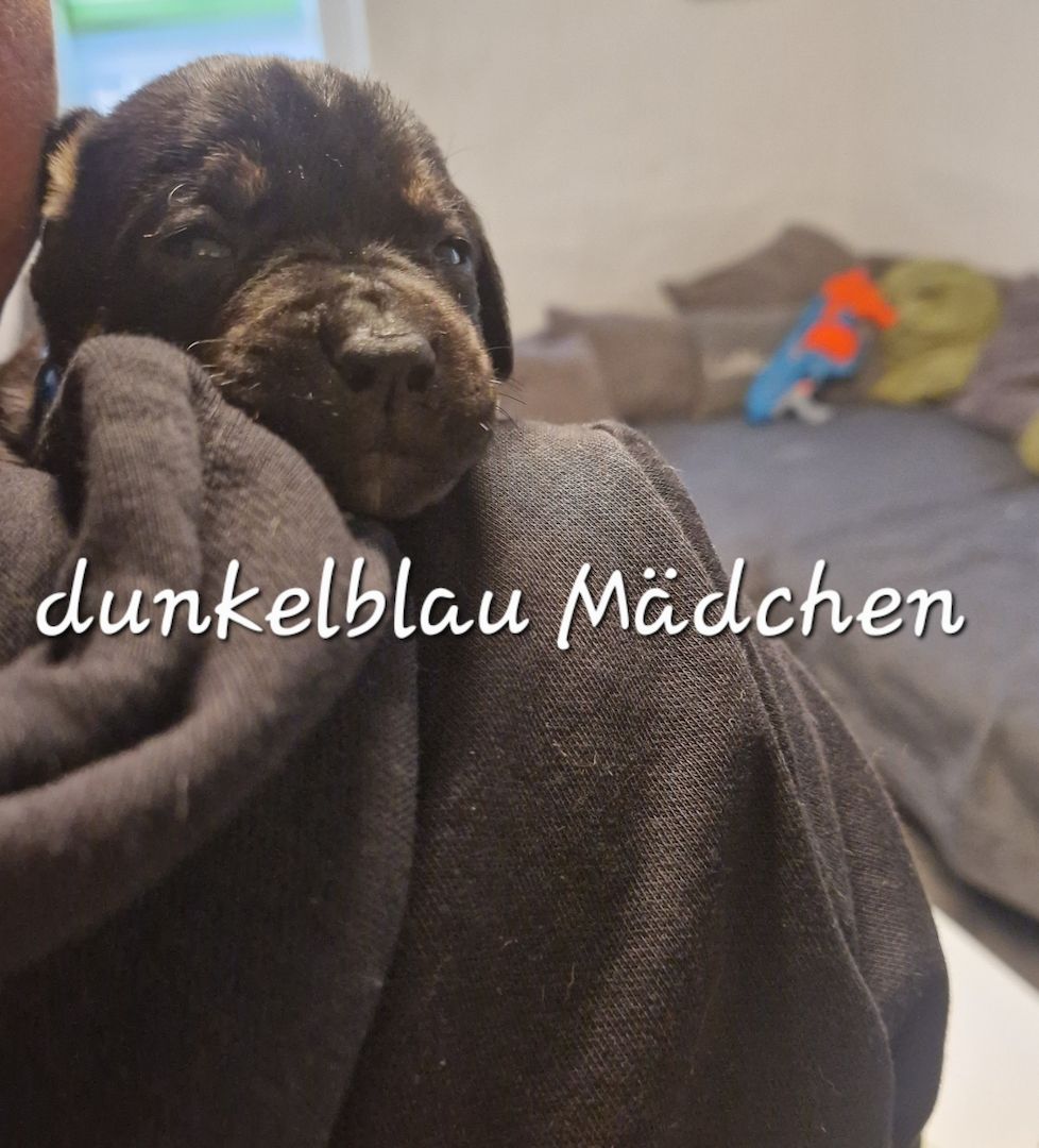 Bulldogg Mischlings Welpen Bulldogg Mischlings Welpen