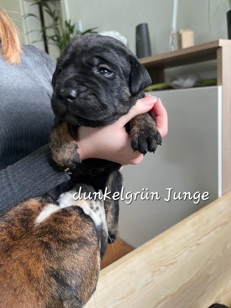 Bulldogg Mischlings Welpen Bulldogg Mischlings Welpen