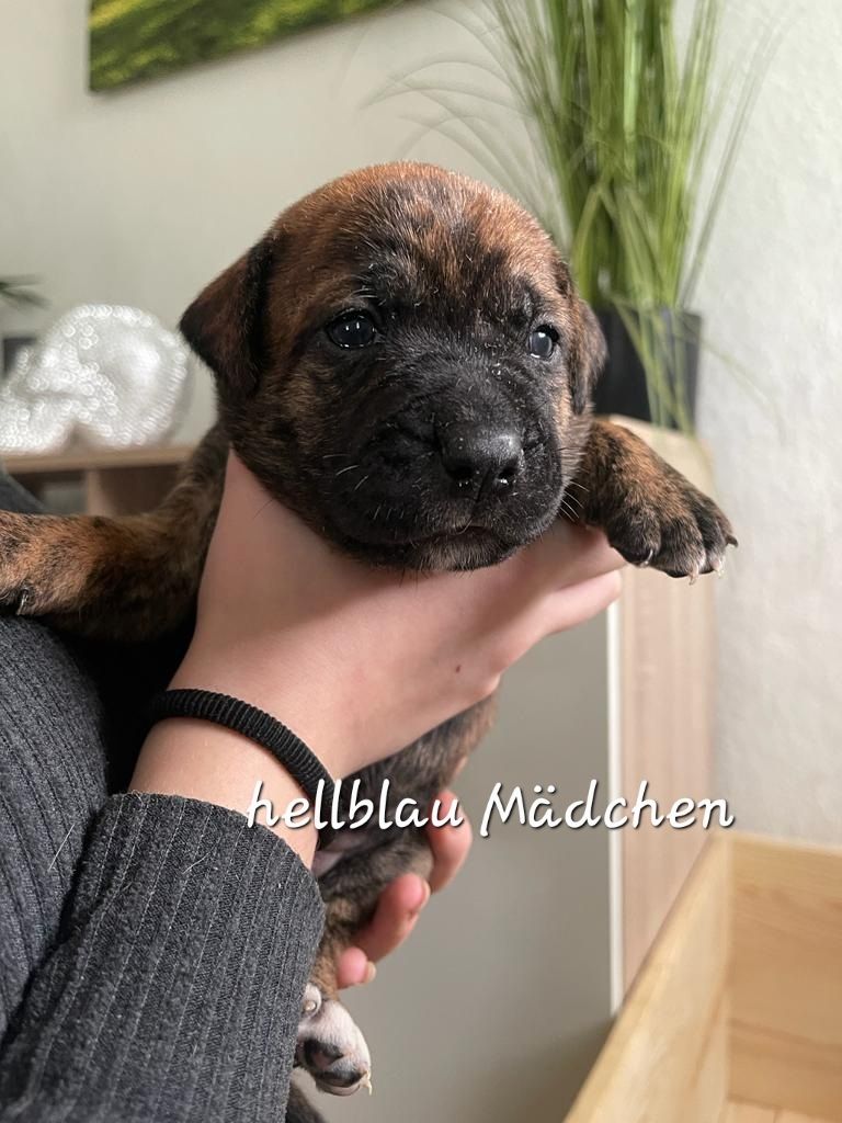 Bulldogg Mischlings Welpen Bulldogg Mischlings Welpen