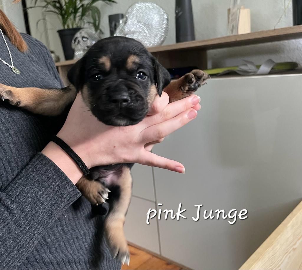 Bulldogg Mischlings Welpen Bulldogg Mischlings Welpen