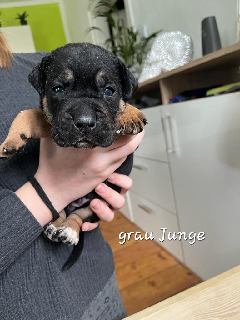 Bulldogg Mischlings Welpen Bulldogg Mischlings Welpen