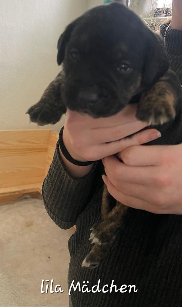 Bulldogg Mischlings Welpen Bulldogg Mischlings Welpen