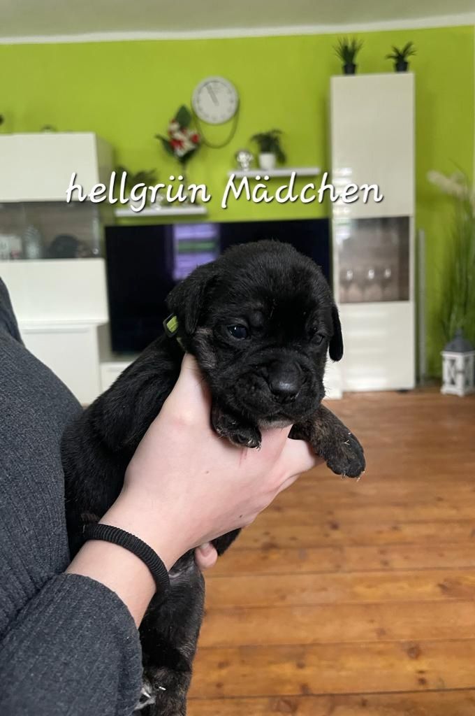 Bulldogg Mischlings Welpen Bulldogg Mischlings Welpen