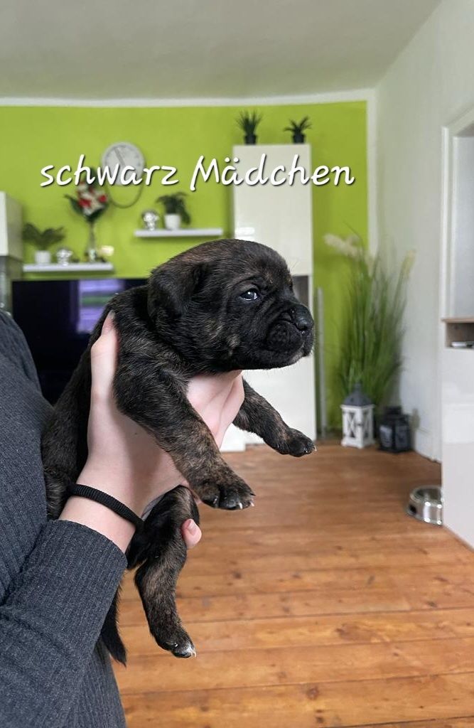 Bulldogg Mischlings Welpen Bulldogg Mischlings Welpen