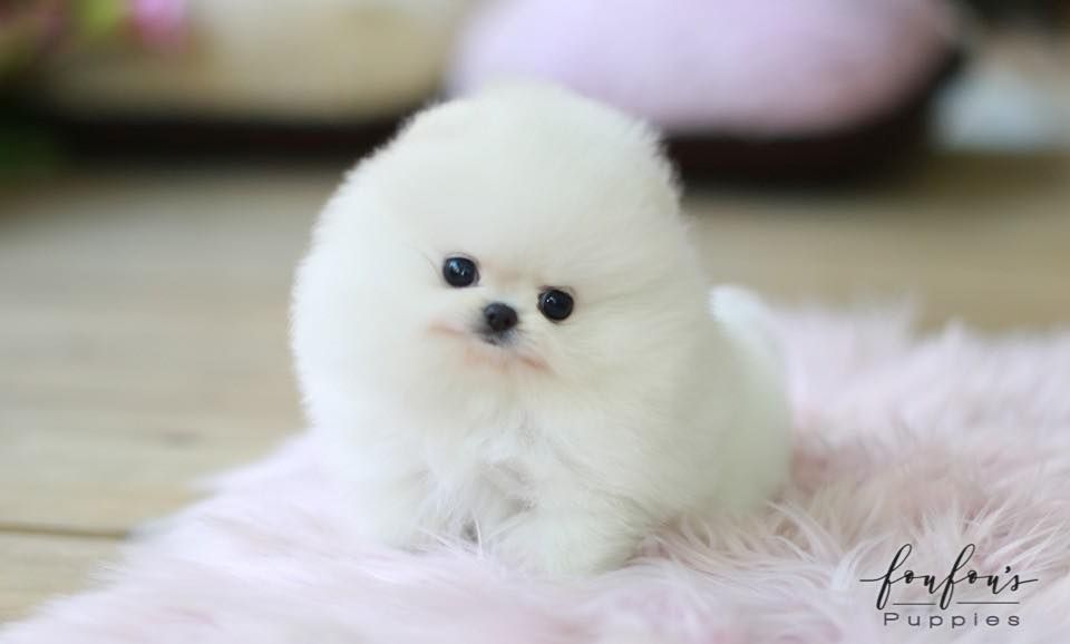 Wunderschöne Zwergspitz / Pomeranian Welpen mit Ahnentafel aus seriöser Zucht Wunderschöne Zwergspitz / Pomeranian Welpen mit Ahnentafel aus seriöser Zucht