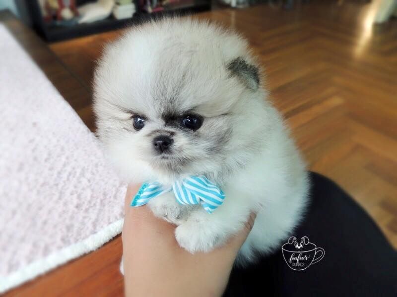 Wunderschöne Zwergspitz / Pomeranian Welpen mit Ahnentafel aus seriöser Zucht Wunderschöne Zwergspitz / Pomeranian Welpen mit Ahnentafel aus seriöser Zucht