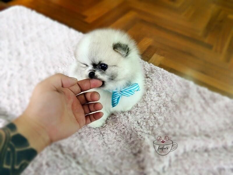 Reinrassige Pomeranian-Zwergspitz Welpen Abholbereit Reinrassige Pomeranian-Zwergspitz Welpen Abholbereit