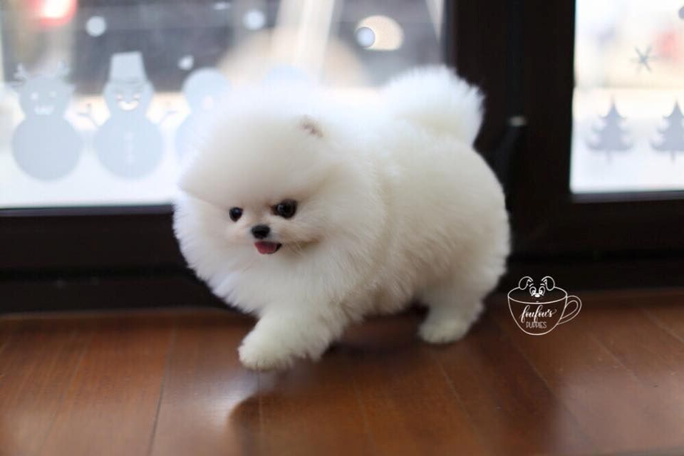 Reinrassige Pomeranian-Zwergspitz Welpen Abholbereit Reinrassige Pomeranian-Zwergspitz Welpen Abholbereit