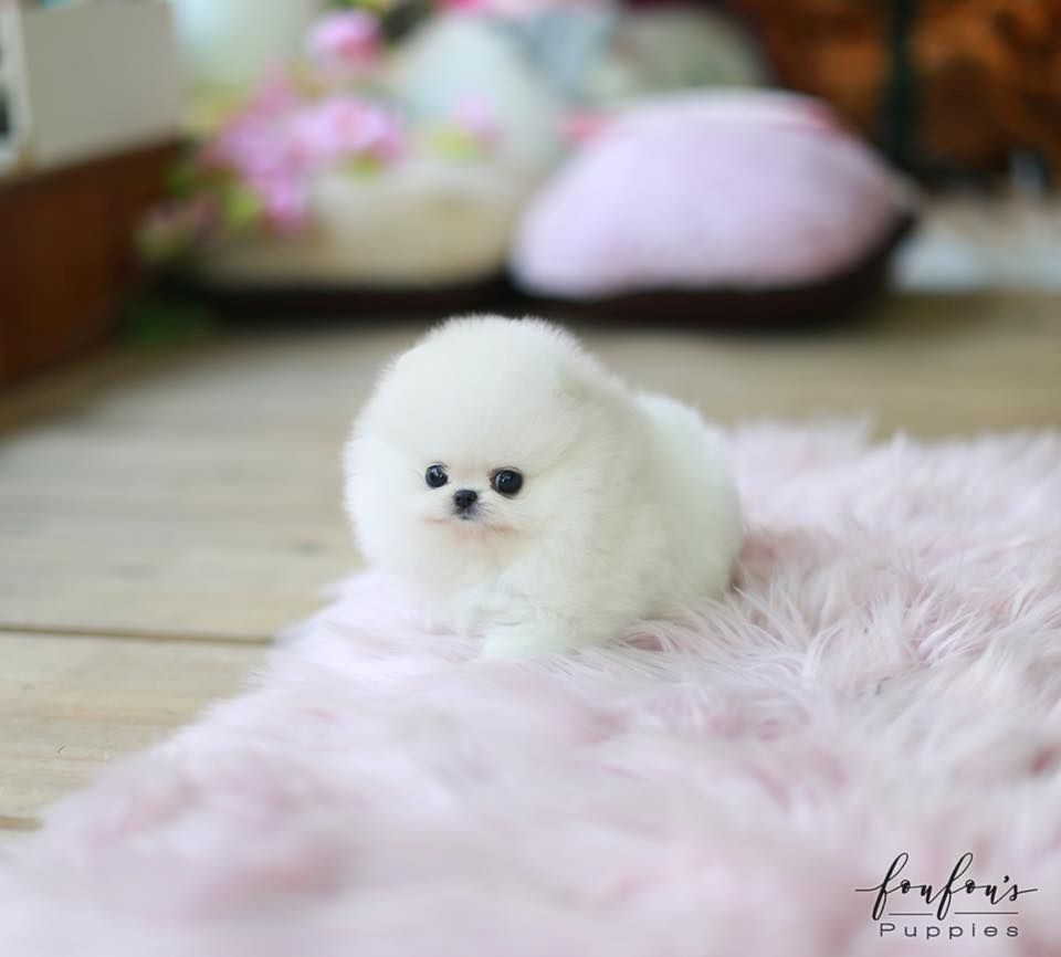 Reinrassige Pomeranian-Zwergspitz Welpen Abholbereit Reinrassige Pomeranian-Zwergspitz Welpen Abholbereit