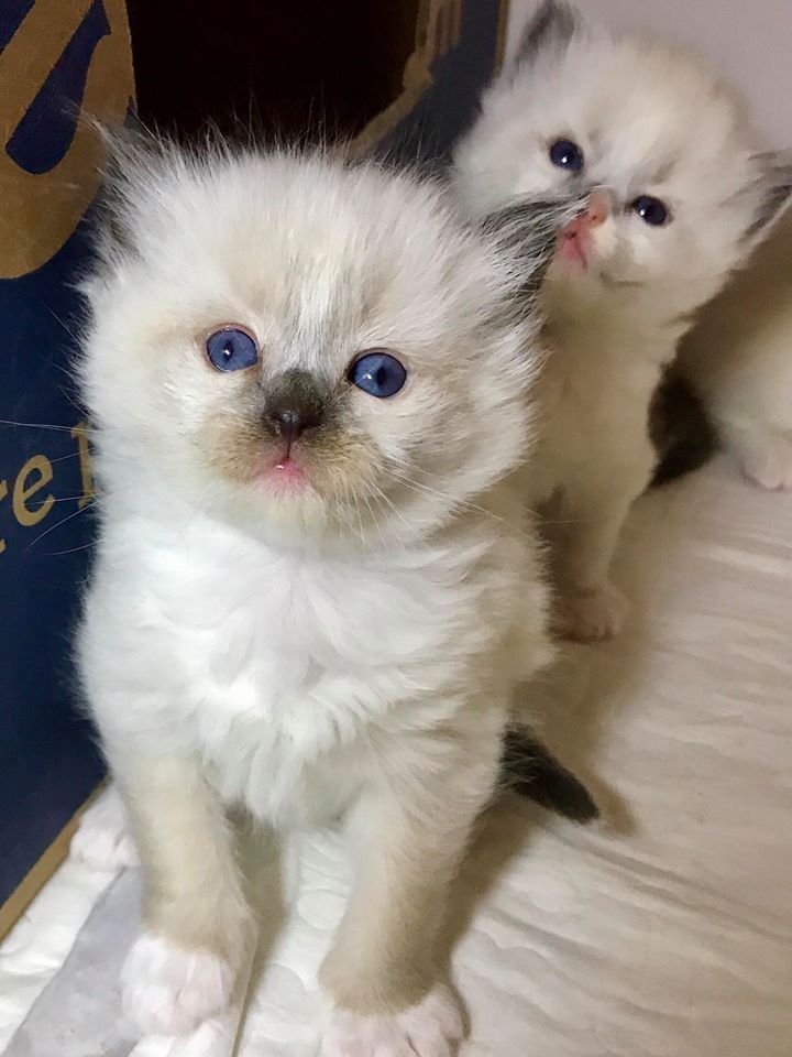 Kleinanzeige Ragdoll katzenbabys