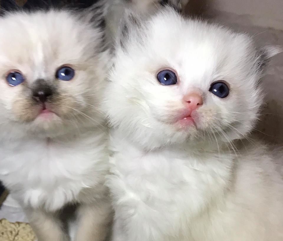 Kleinanzeige Ragdoll katzenbabys