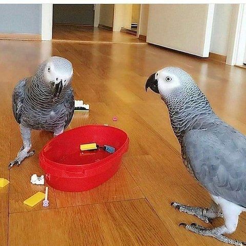 KONGO GRAUPAPAGEIEN PAAR KONGO GRAUPAPAGEIEN PAAR