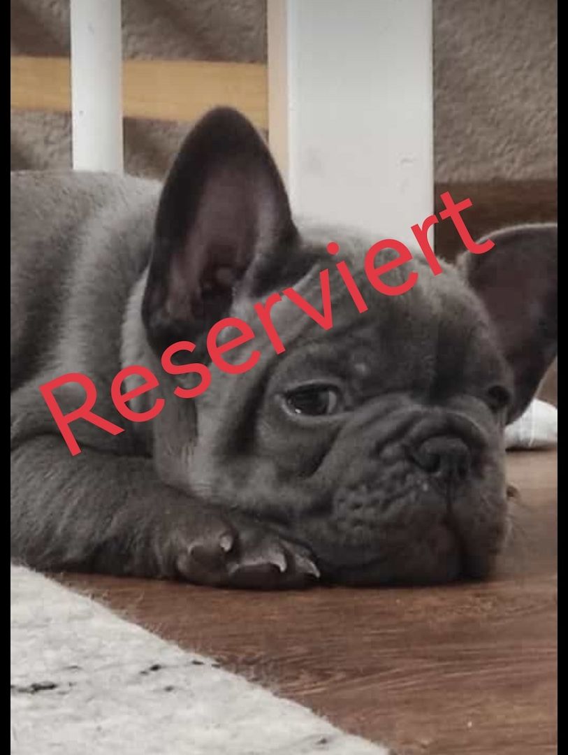 Französische bulldogge welpe