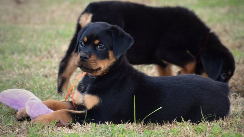 Rottweiler Welpen