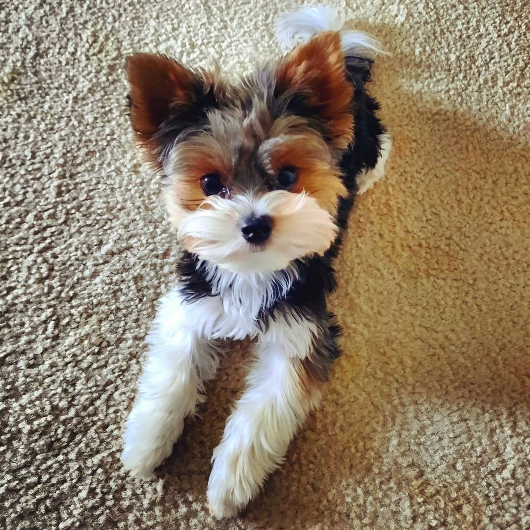 Süße Mini Yorkshire Terrier Welpen