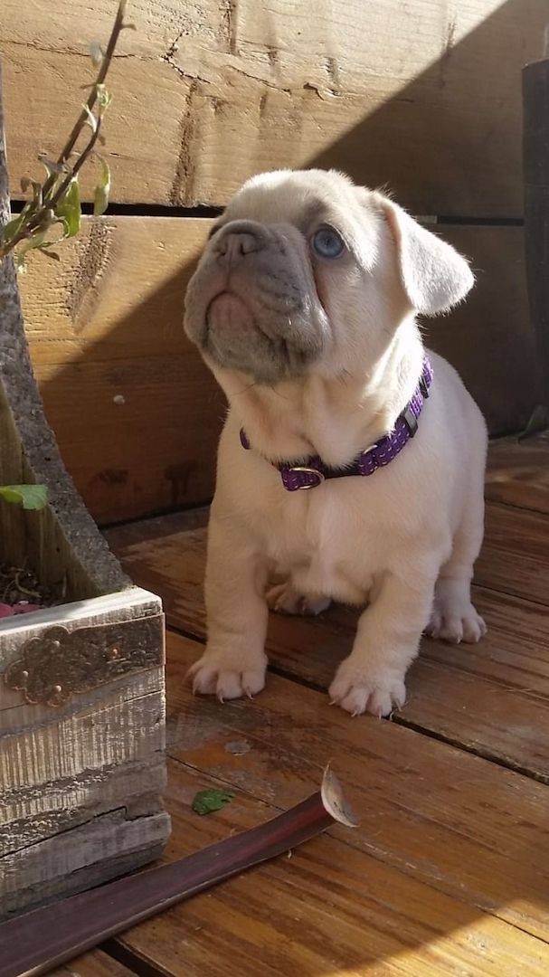 Gut ausgebildete französische Bulldoggen Gut ausgebildete französische Bulldoggen