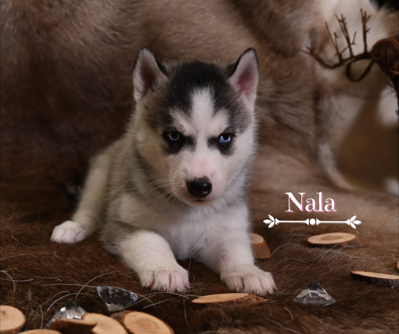 6 wundervolle Huskywelpen suchen ein neues Zuhause