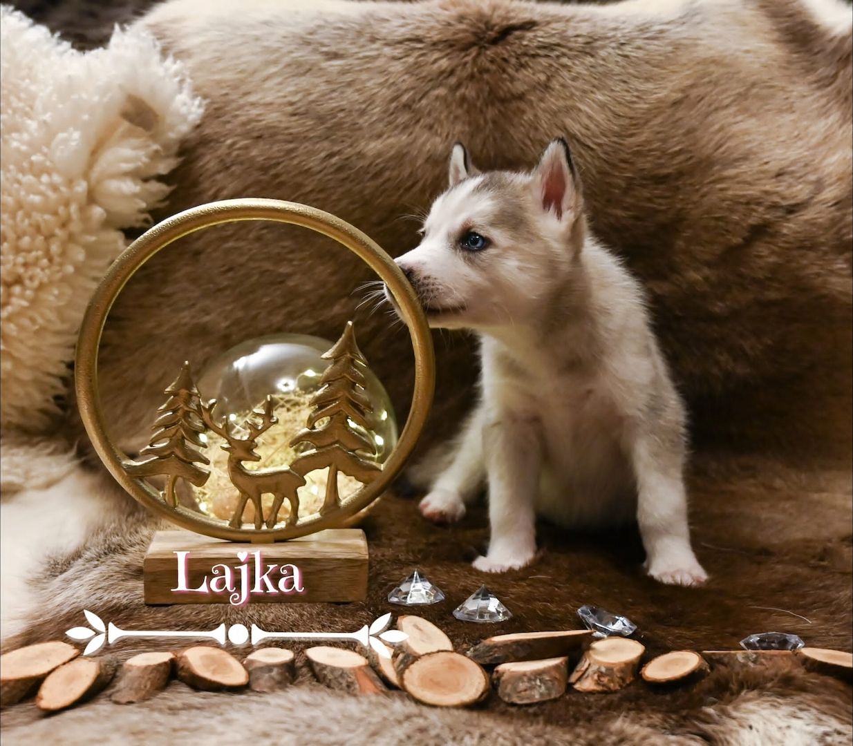 6 wundervolle Huskywelpen suchen ein neues Zuhause