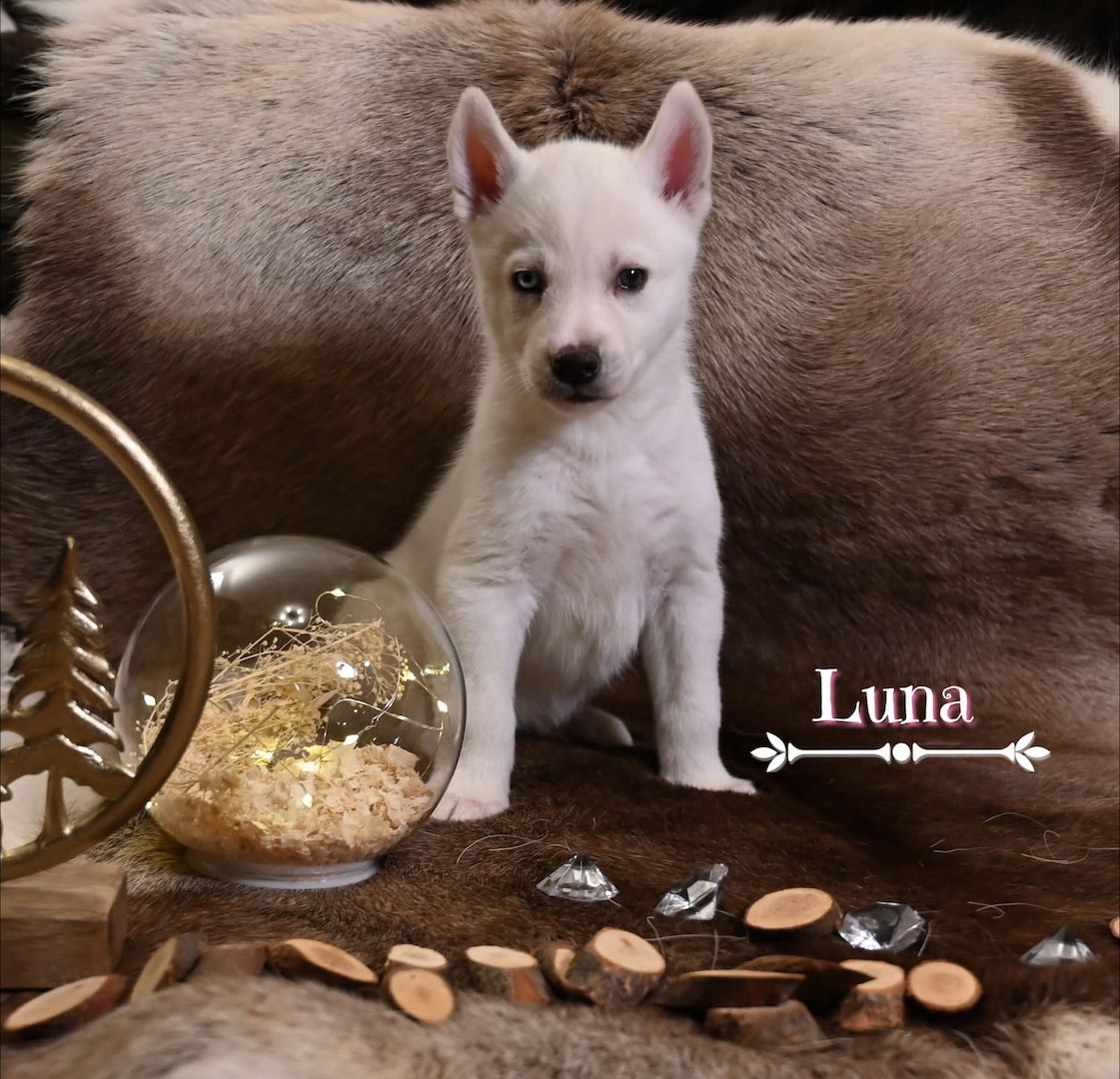 6 wundervolle Huskywelpen suchen ein neues Zuhause