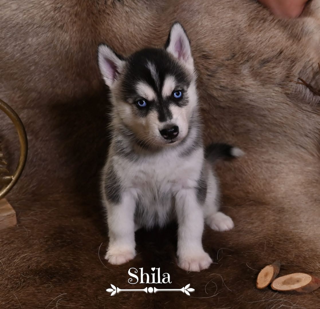 6 wundervolle Huskywelpen suchen ein neues Zuhause