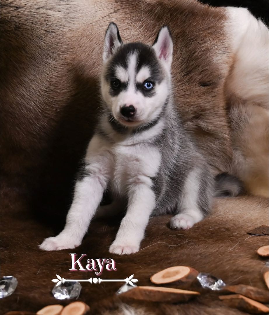 6 wundervolle Huskywelpen suchen ein neues Zuhause