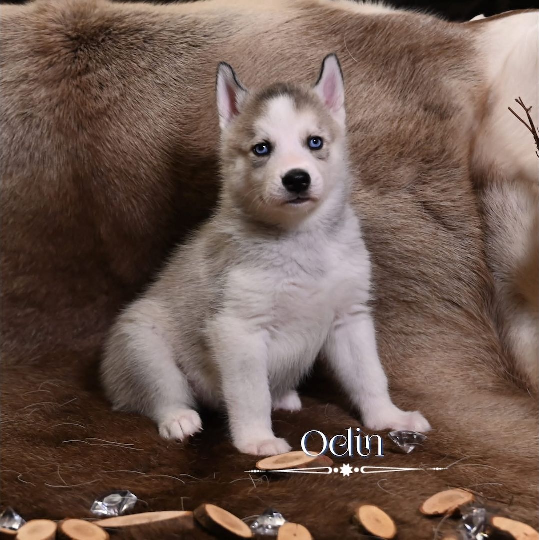 6 wundervolle Huskywelpen suchen ein neues Zuhause