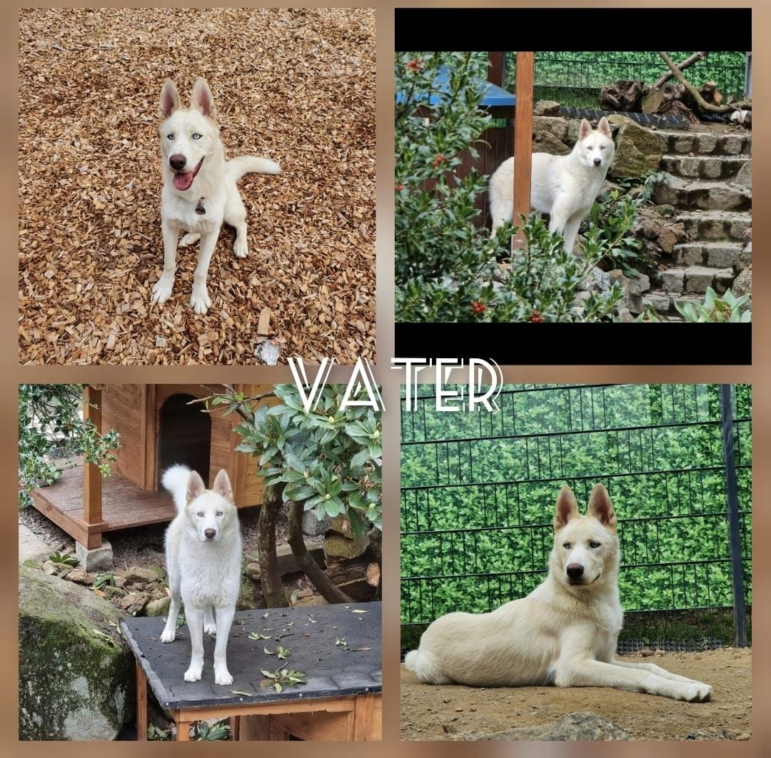 6 wundervolle Huskywelpen suchen ein neues Zuhause