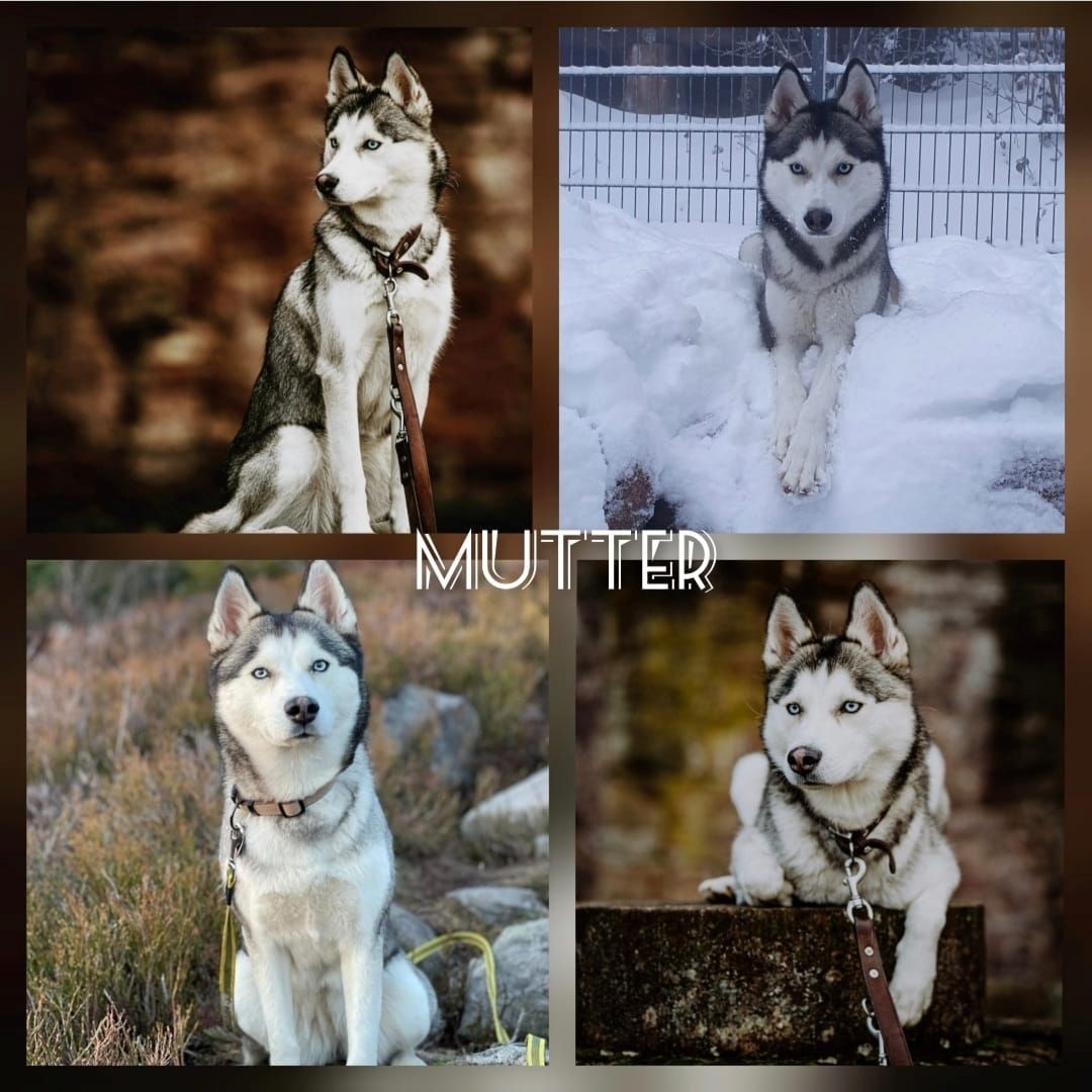 6 wundervolle Huskywelpen suchen ein neues Zuhause