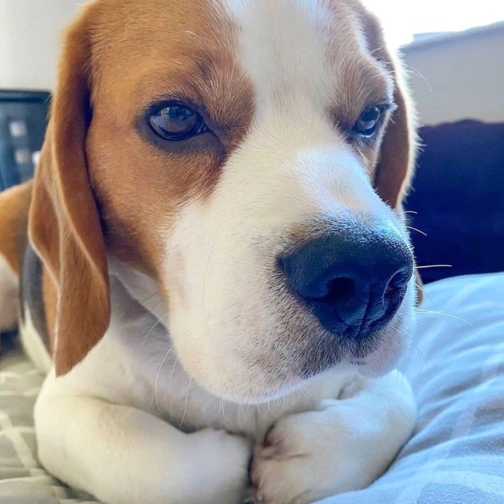 Wunderschöne Beagle-Welpen zur Adoption