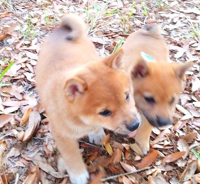 Wunderschöne Shiba Inu Welpen